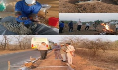 BREAKING NEWS: गांधीसागर में मृत मिला तेंदुआ, NTCA गाइडलाइन के तहत हुआ अंतिम संस्कार डॉग स्क्वॉड से जांच, विशेषज्ञ डॉक्टरों ने किया पोस्टमार्टम; वन विभाग ने शुरू की गहन विवेचना, पढ़े खबर