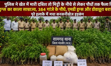 BIG NEWS: खेतों की मेड़ से रेलवे स्टेशन तक फैला था नशे का गुप्त नेटवर्क… संतरे के पेड़ों के बीच छिपाकर उगाए जा रहे थे गांजे के पौधे, दूसरी तरफ एमडी ड्रग्स और डोडाचूरा की सप्लाई, मंदसौर पुलिस की कार्रवाई ने खोली पूरे गिरोह की काली कहानी, पढ़े खबर