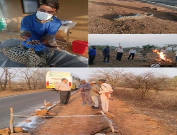 BREAKING NEWS: गांधीसागर में मृत मिला तेंदुआ, NTCA गाइडलाइन के तहत हुआ अंतिम संस्कार डॉग स्क्वॉड से जांच, विशेषज्ञ डॉक्टरों ने किया पोस्टमार्टम; वन विभाग ने शुरू की गहन विवेचना, पढ़े खबर