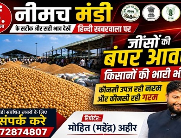 NEEMUCH MANDI: नीमच मंडी में सोयाबीन और लहसुन की बंपर आवक, आज किस जींस के भाव में आई गिरावट, और किसके भाव रहें तेज, देखें मोहित (महेंद्र) अहीर की इस रिपोर्ट में