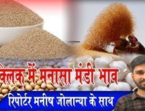 MANASA MANDI: मनासा मंडी में चना और सोयाबीन की बंपर आवक, आज किस जींस के भाव में आई गिरावट, और किसके दाम रहें तेज, देखें मनीष जोलान्या की इस रिपोर्ट में