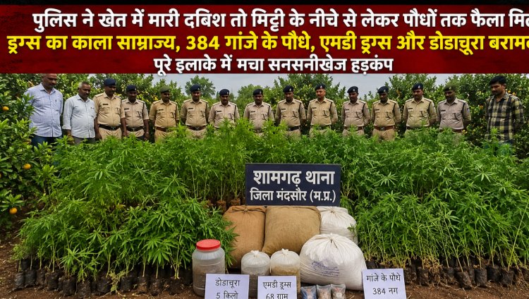 BIG NEWS: खेतों की मेड़ से रेलवे स्टेशन तक फैला था नशे का गुप्त नेटवर्क… संतरे के पेड़ों के बीच छिपाकर उगाए जा रहे थे गांजे के पौधे, दूसरी तरफ एमडी ड्रग्स और डोडाचूरा की सप्लाई, मंदसौर पुलिस की कार्रवाई ने खोली पूरे गिरोह की काली कहानी, पढ़े खबर