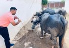 BREAKING NEWS: भैंस, बीन और सैकड़ों प्रदर्शनकारी... नीमच में हड़ताल के सातवें दिन दिखा ऐसा नजारा जिसने सबको कर दिया हैरान, आखिर किसे जगाने के लिए रचा गया यह अनोखा प्रदर्शन? पढ़िए पवन राव शिंदे की ये पूरी खबर