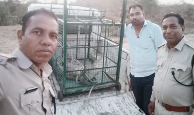 BIG ALERT: चंबल का खूंखार मगरमच्छ पहुंचा खेत के बाड़े तक! सुबह-सुबह ग्रामीणों की उड़ी नींद, पूरे गांव में मचा हड़कंप, वन विभाग ने घंटों की मशक्कत के बाद किया सुरक्षित रेस्क्यू, पढ़े खबर