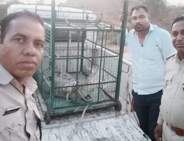 BIG ALERT: चंबल का खूंखार मगरमच्छ पहुंचा खेत के बाड़े तक! सुबह-सुबह ग्रामीणों की उड़ी नींद, पूरे गांव में मचा हड़कंप, वन विभाग ने घंटों की मशक्कत के बाद किया सुरक्षित रेस्क्यू, पढ़े खबर